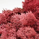 Burgundy Icelandic Moss