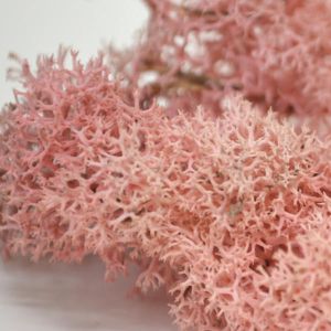 Rose Pink Reindeer Moss