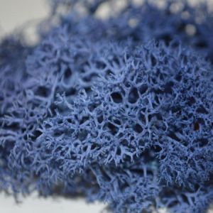 Classic Blue Reindeer Moss