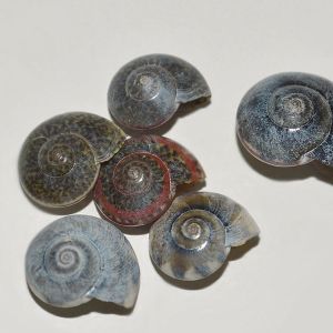 Blue Umbonium Shells