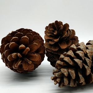 Maritima Pine Cones