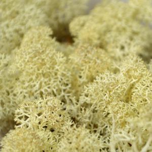 Natural Reindeer Moss