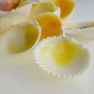 White Cockle Shells