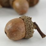 Acorns