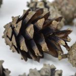 Scots Pine Cones