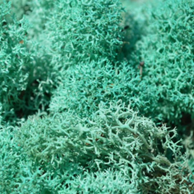 Pacific Green Reindeer Moss - Full Box Unfiltered
