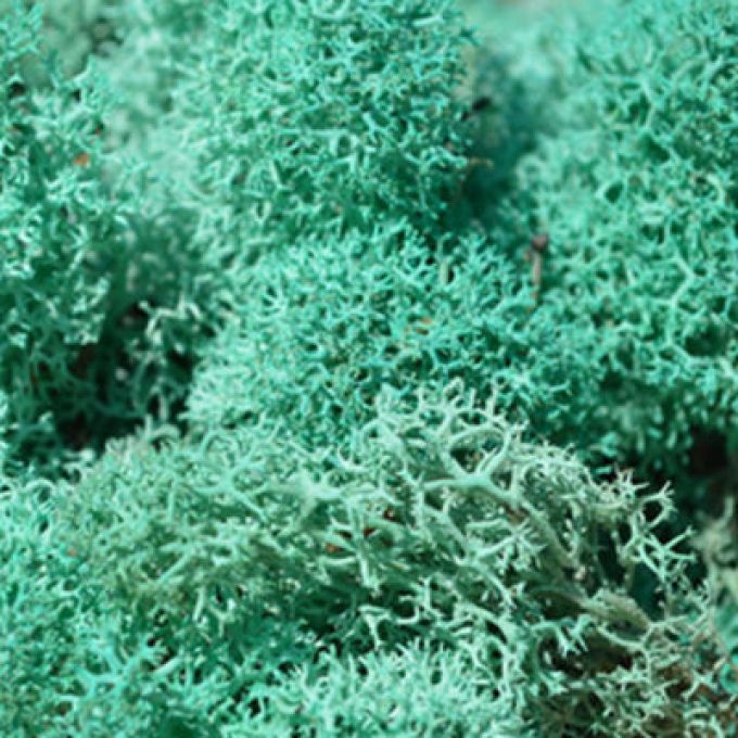 Pacific Green Reindeer Moss - 50g