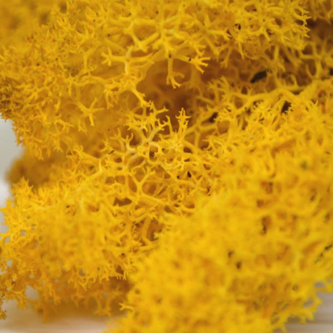 Yellow Reindeer Moss - 500g