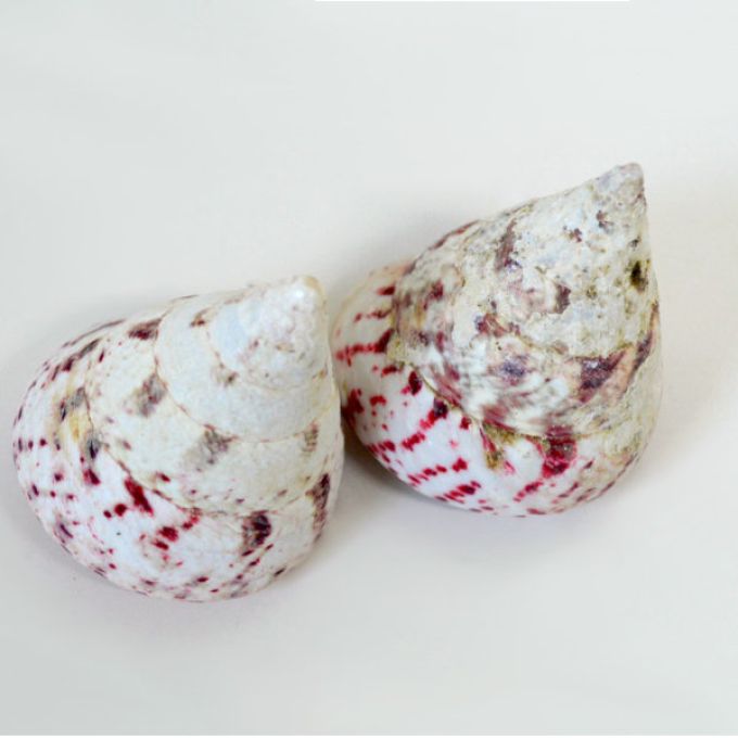 Strawberry Trocus Shell