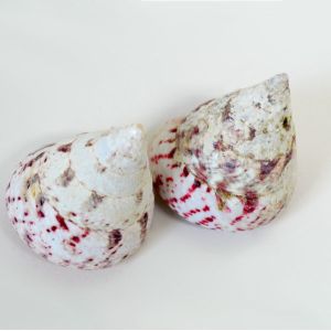 Strawberry Trocus Shell