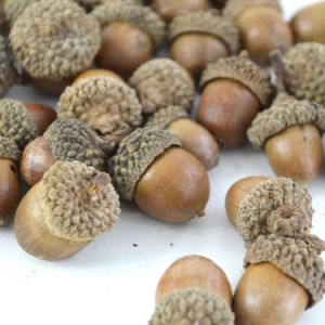 Whole Acorns