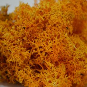 Orange Reindeer Moss