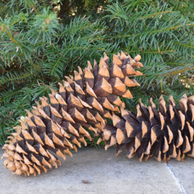 Sugar Pine Cones