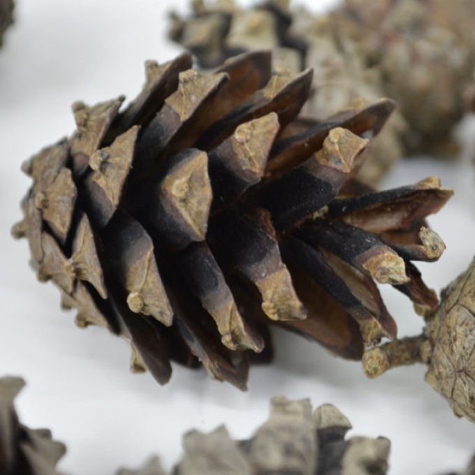 Scots Pine Cones - 1kg