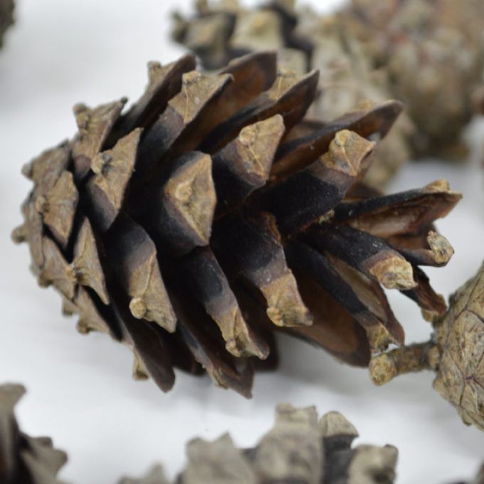 Scots Pine Cones