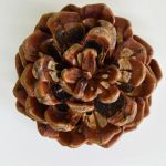 Pinus Pine Cones