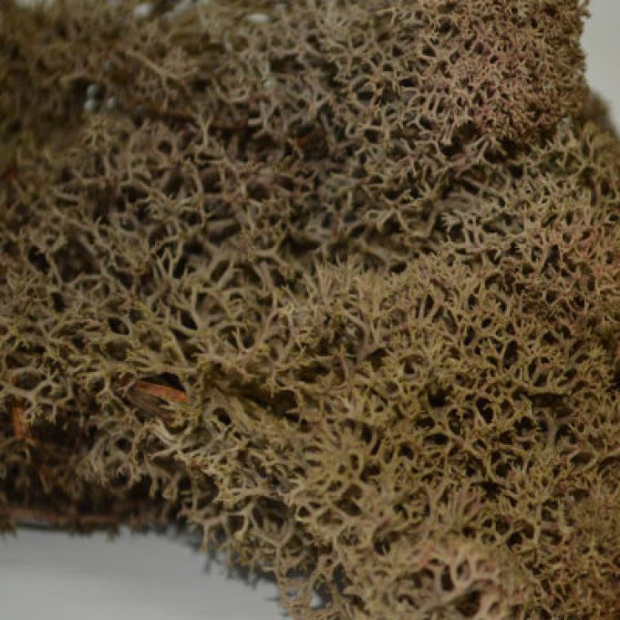 Brown Reindeer Moss - 100g