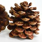 Pinus Pine Cones