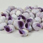 Violet Snail Shells