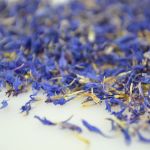 Dried Blue Cornflower