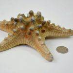 7 - 18cm Starfish