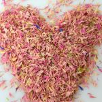 Dried Pink Cornflower