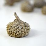 Acorn caps