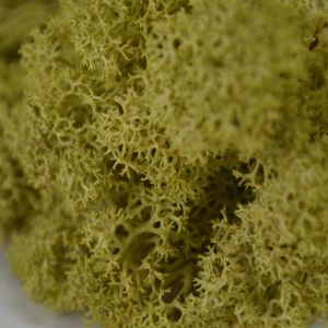 Kiwi Reindeer Moss