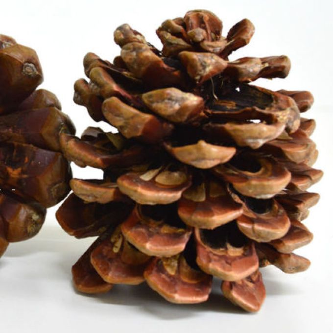 Pinus Pine Cones - Single