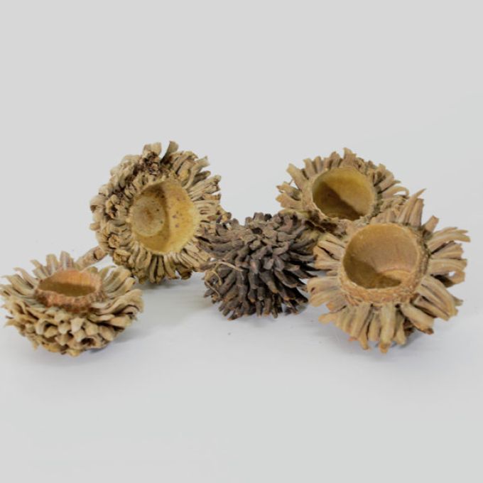 Oak Nut Caps - 500g