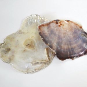 Placuna Shell