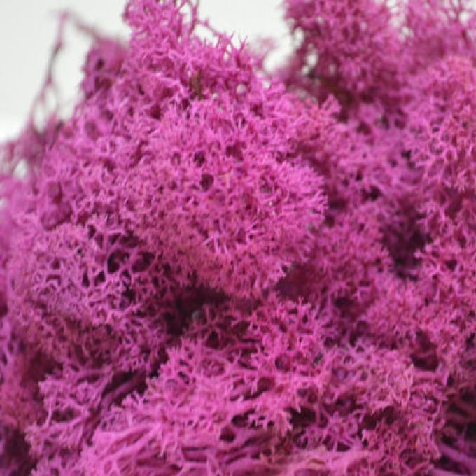 Deep Pink Reindeer Moss