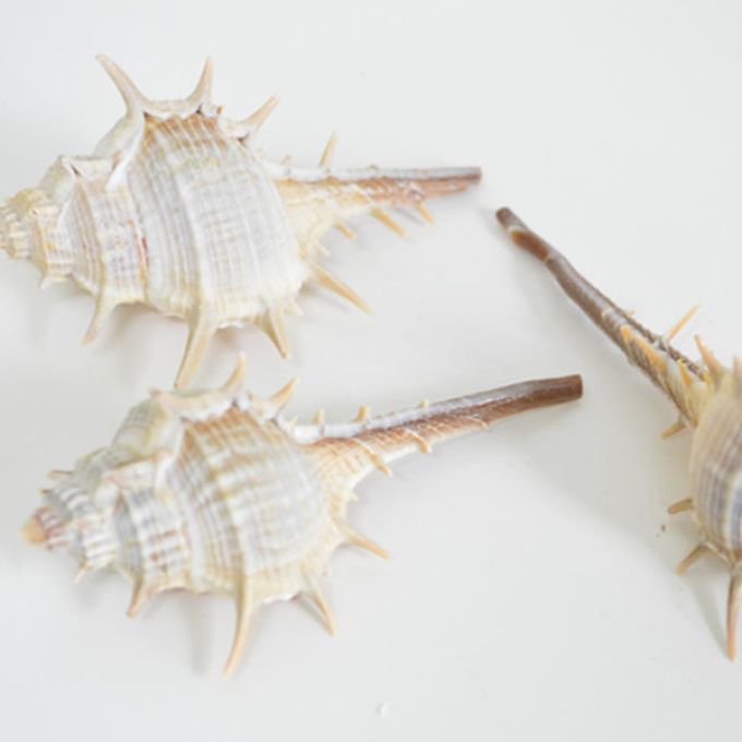 Venus Murex (Thorn) Shells