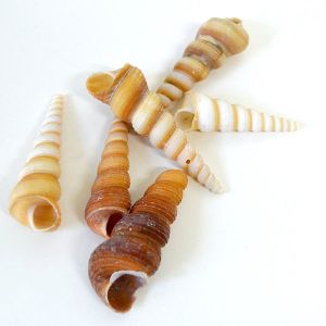 Terebra Turritella Shells