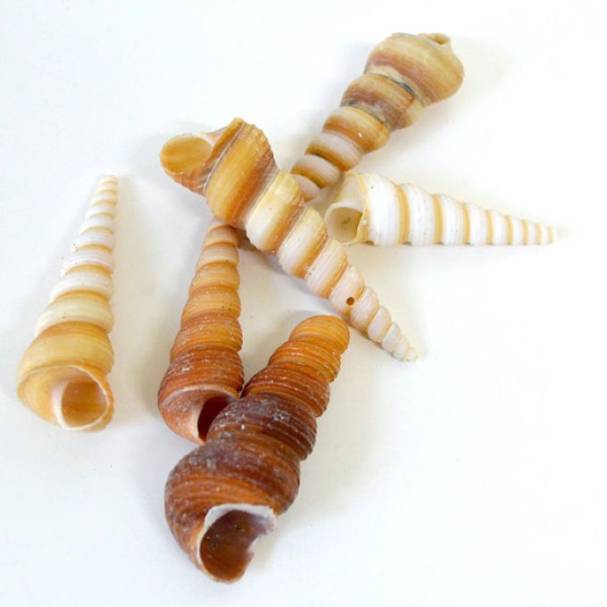 Terebra Turritella Shells