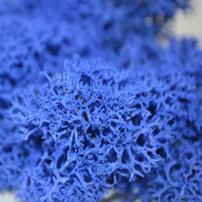 Royal Blue Reindeer Moss - Full Box Unfiltered