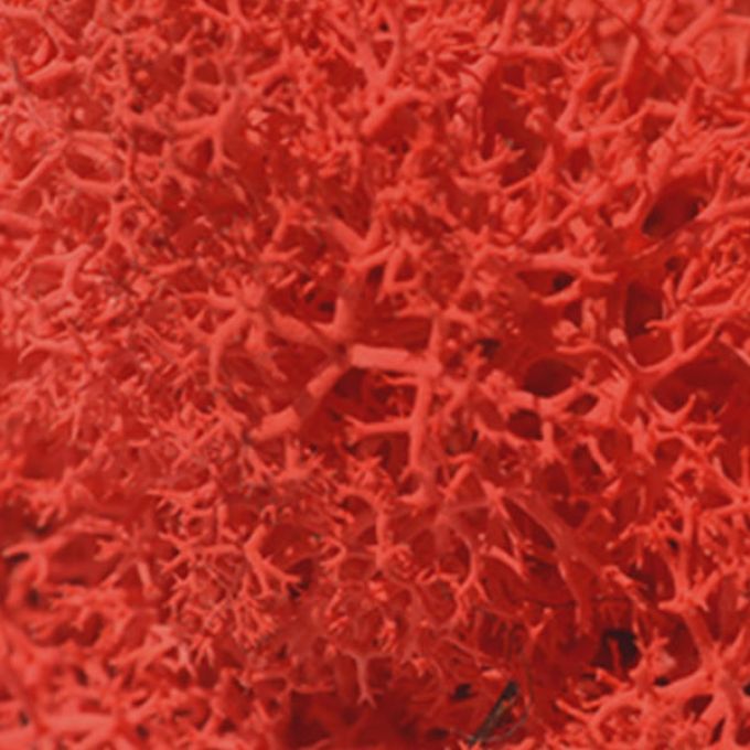 Red Reindeer Moss - Full Box Unfiltered