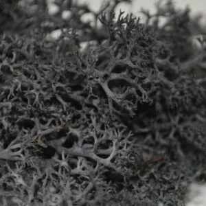 Black Reindeer Moss