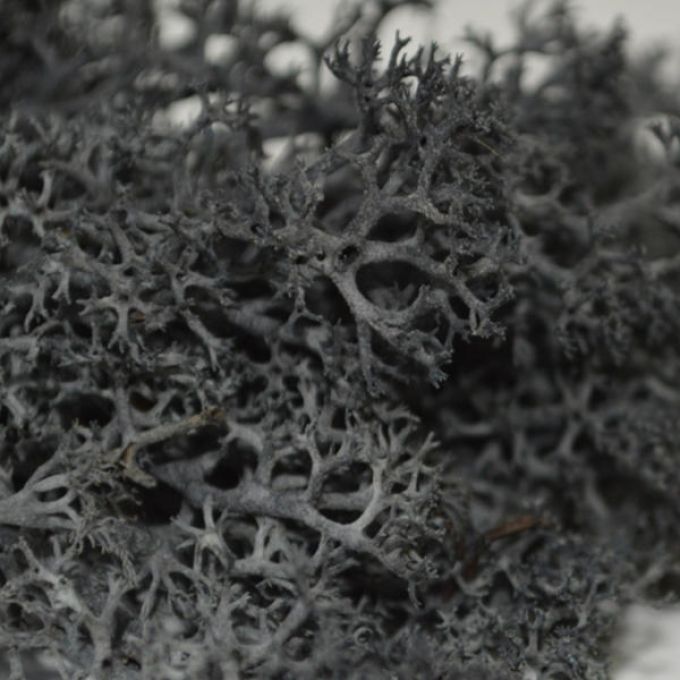 Black Reindeer Moss - 250g