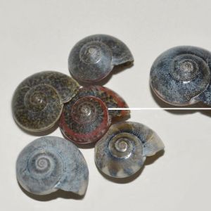 Blue Umbonium Shells