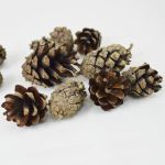 Scots Pine Cones