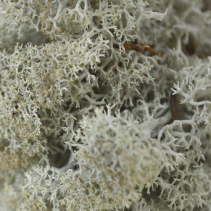 Silver/Grey Reindeer Moss - Full Box Unfiltered