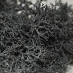 Black Icelandic Moss