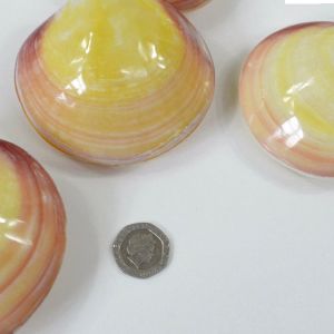 Codakia Tigerina Shell