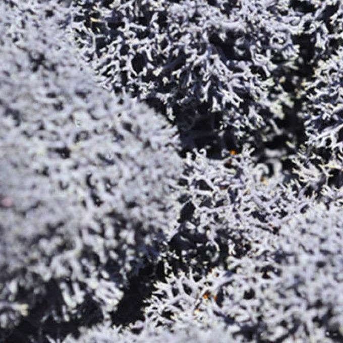 Aubergine Reindeer Moss - 100g