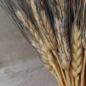 Dried Black Bearded Wheat