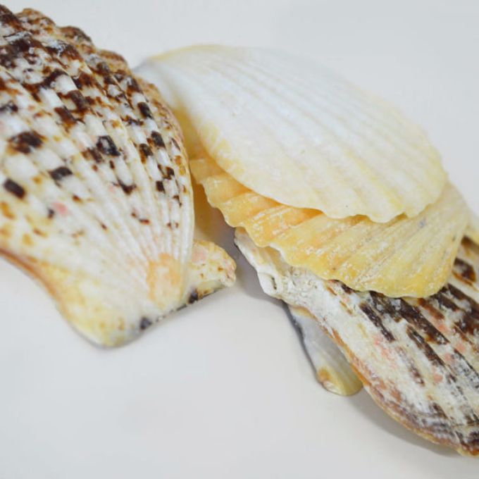 Radula Shells -  250g