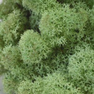 Mint Green Reindeer Moss