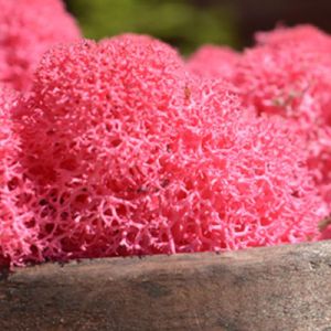 Fuchsia Reindeer Moss