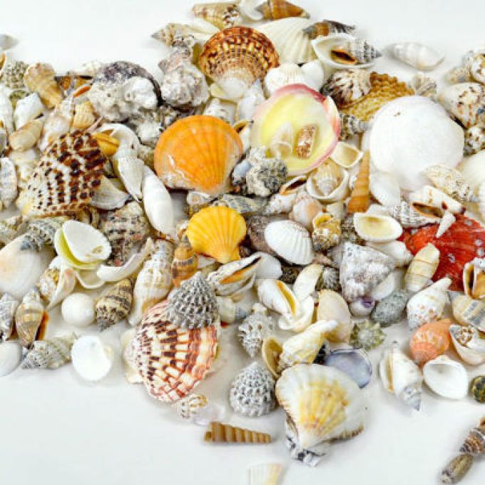 Beach Shell Mix - 500g